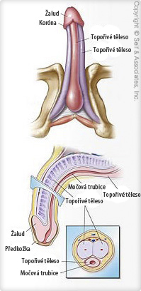 Graphic of penis